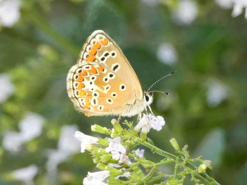 Aricia agestis - szerecsenboglárka