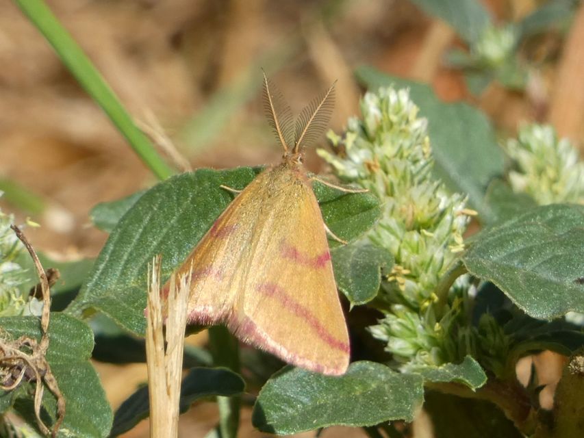 Lythria purpuraria - bíborsávos araszoló