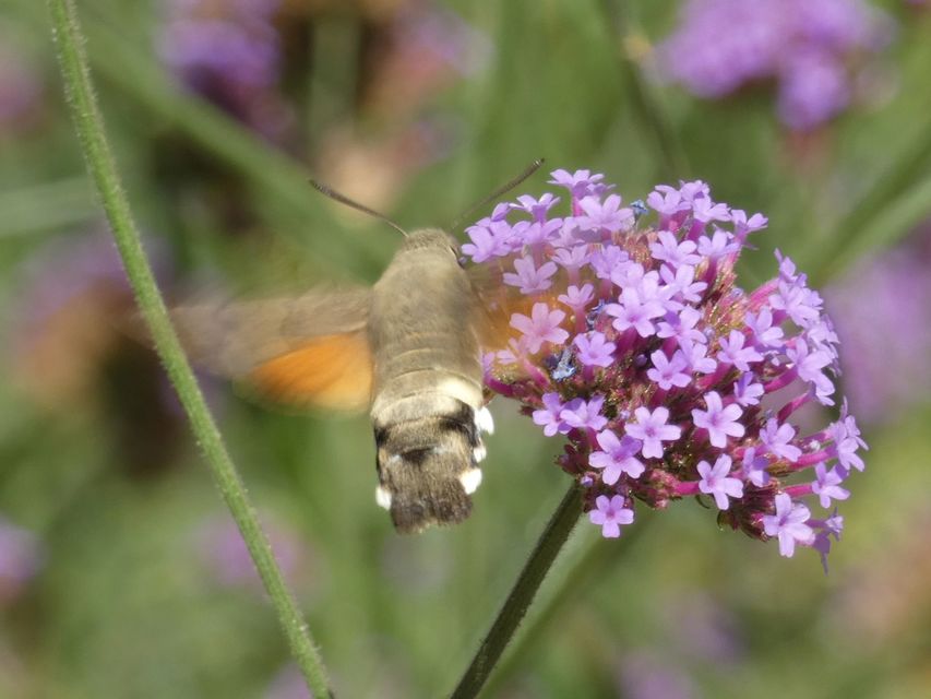 Macroglossum stellatarum - kacsafarkú szender