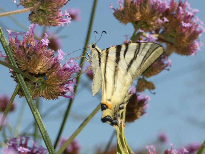 Iphiclides podalirius - kardoslepke