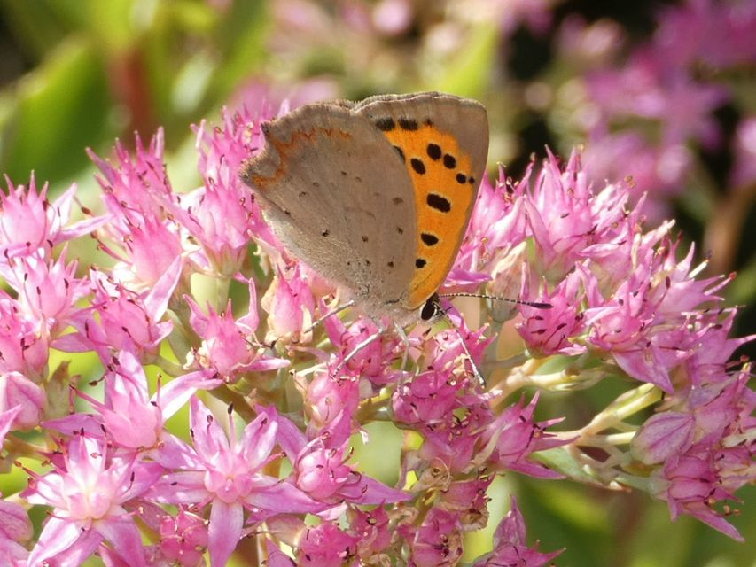 Lycaena phlaeas - közönséges tűzlepke
