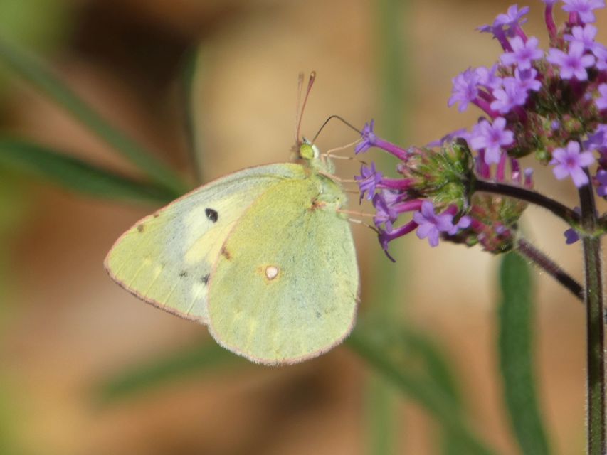 Colias croceus - sáfránylepke
