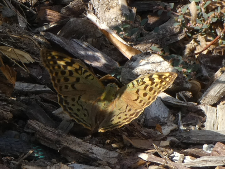 Argynnis pandora - zöldes gyöngyházlepke