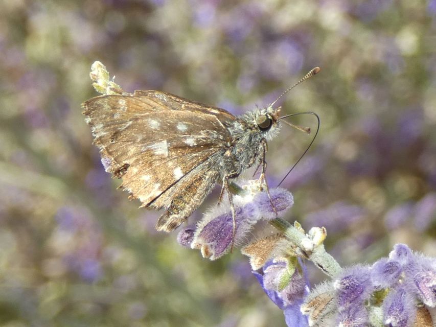 Carcharodus alceae - mályva-busalepke