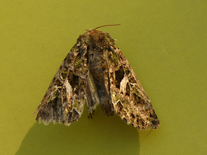 Trachea atriplicis - nyári zöldbagoly