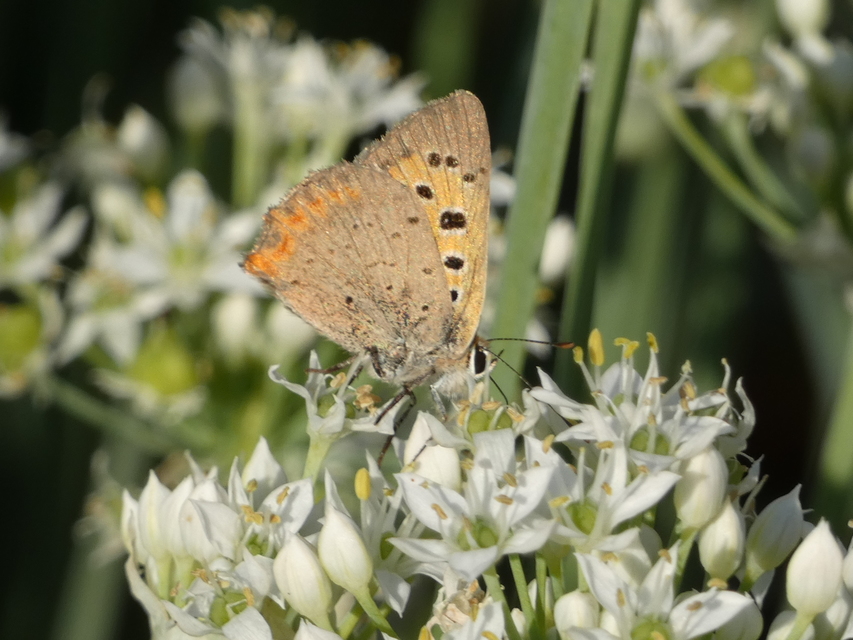 Lycaena phlaeas - közönséges tűzlepke