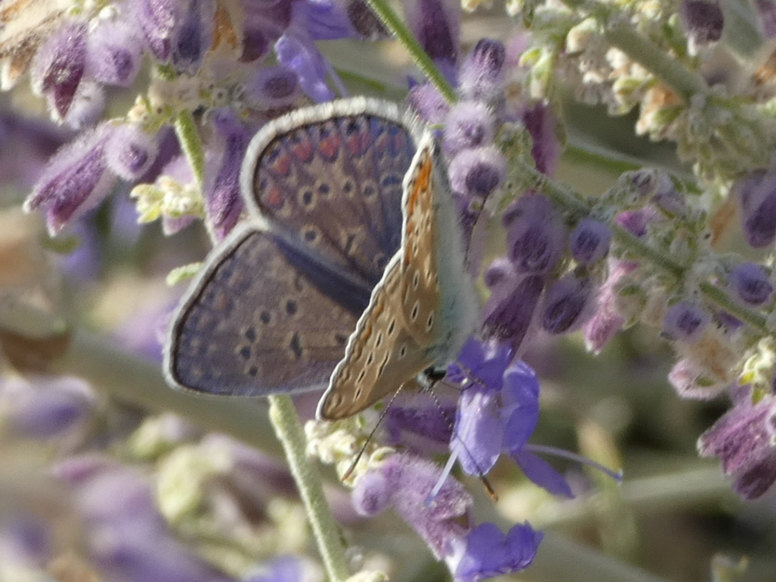 Polyommatus icarus - közönséges boglárka