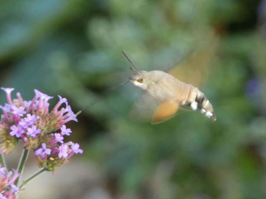 Macroglossum stellatarum - kacsafarkú szender