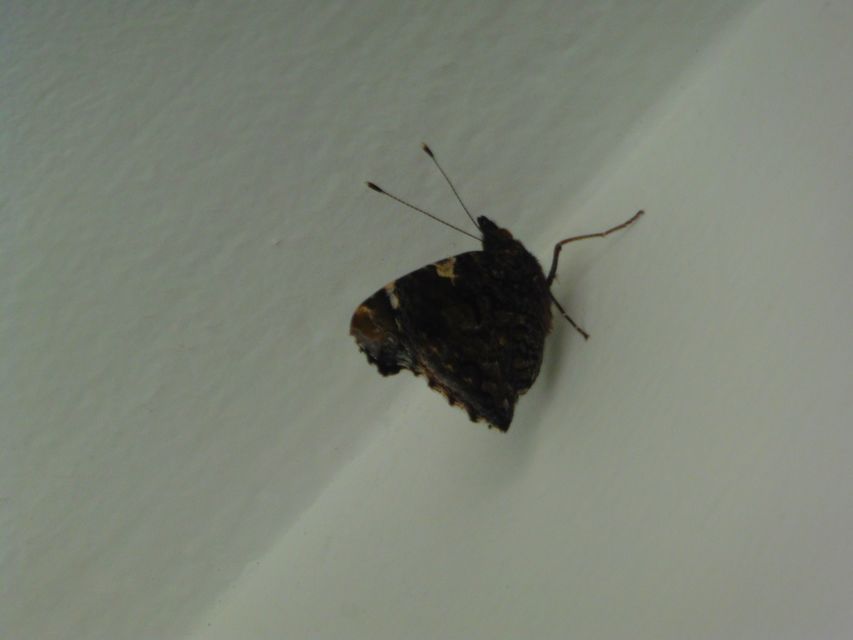 Vanessa atalanta - atalantalepke