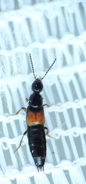Philonthus quisquiliarius - zöldfényű ganajholyva