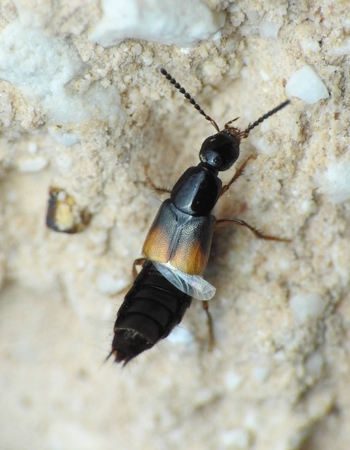 Philonthus quisquiliarius - zöldfényű ganajholyva