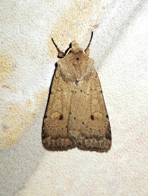 Xestia castanea michaeli - csarabos fűbagoly
