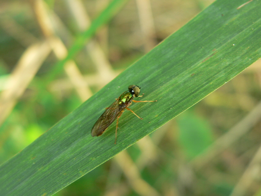 Stratiomyidae - katonalégyfélék
