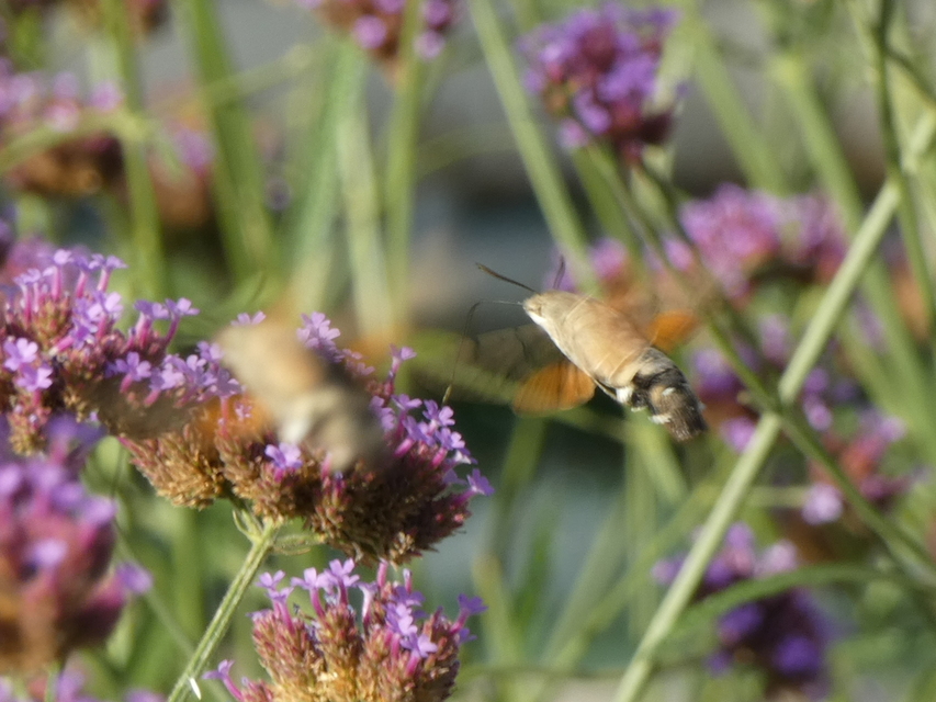 Macroglossum stellatarum - kacsafarkú szender