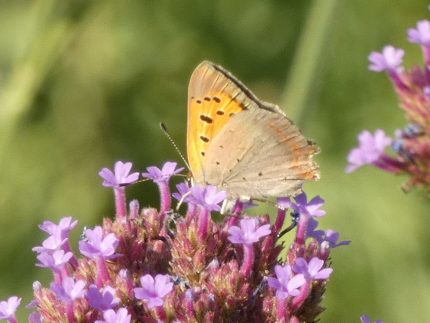 Lycaena phlaeas - közönséges tűzlepke