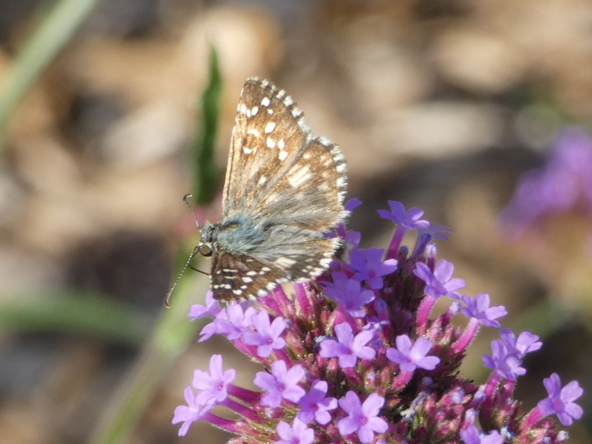 Pyrgus armoricanus - feles busalepke