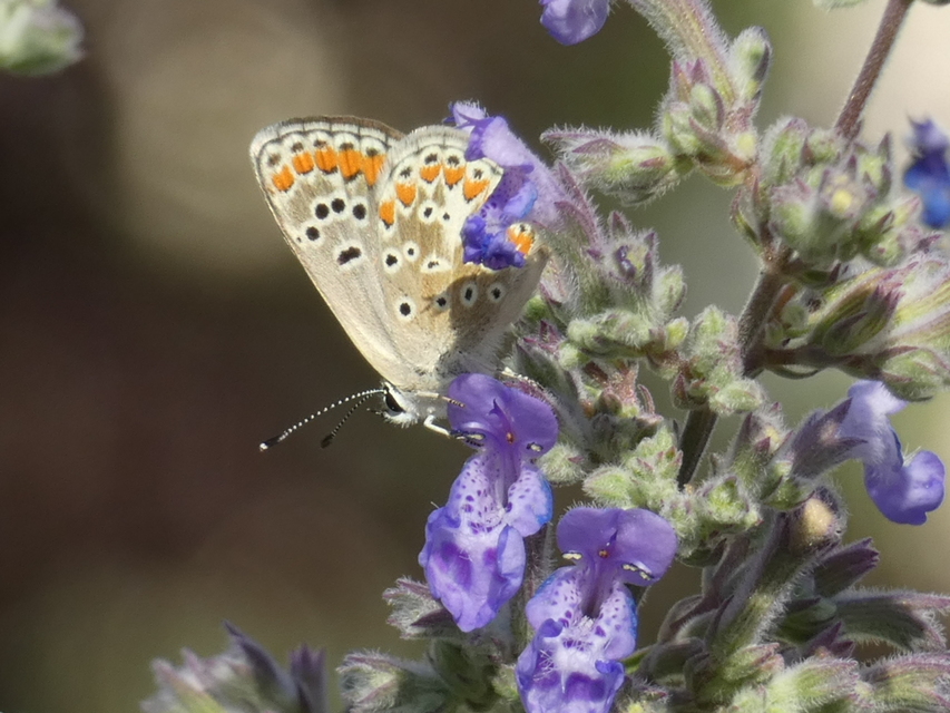 Aricia agestis - szerecsenboglárka