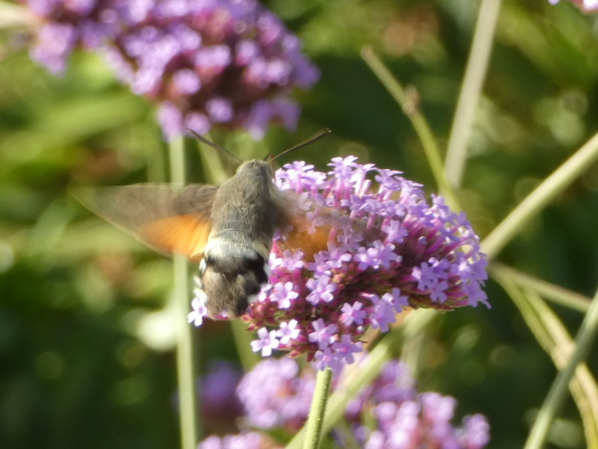 Macroglossum stellatarum - kacsafarkú szender