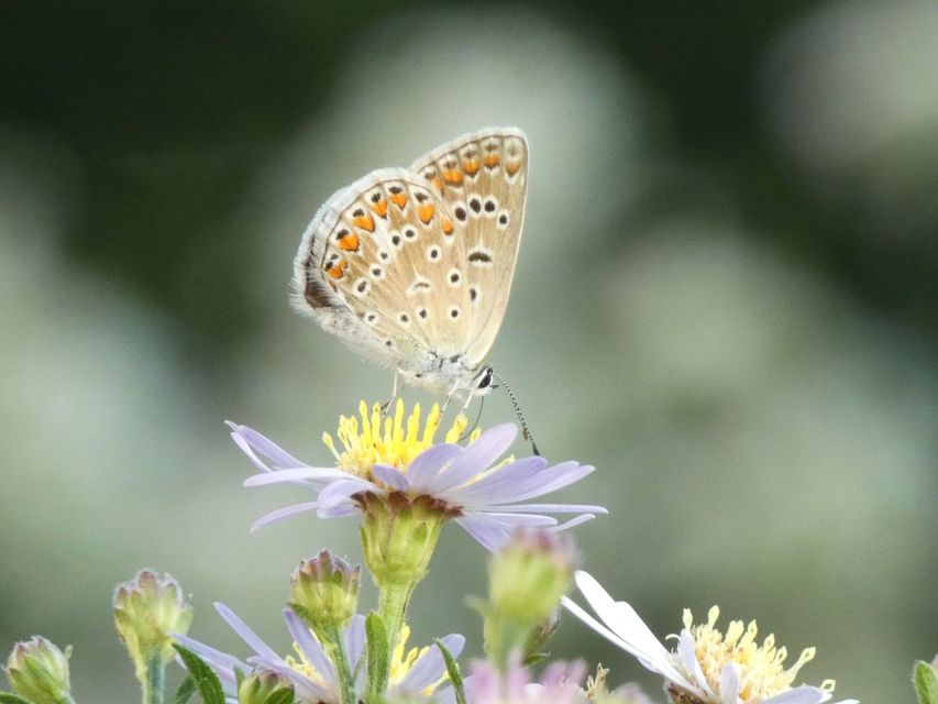 Polyommatus icarus - közönséges boglárka