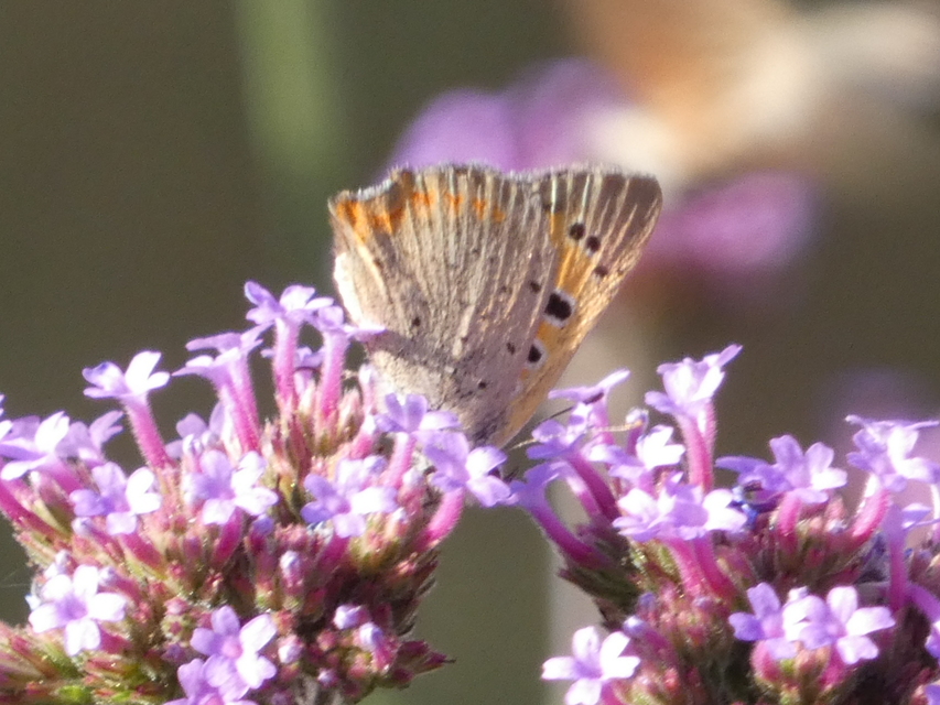 Lycaena phlaeas - közönséges tűzlepke