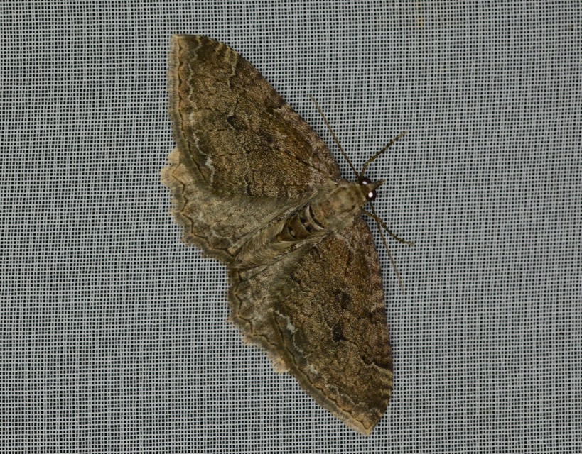 Hydria cervinalis - őzbarna araszoló