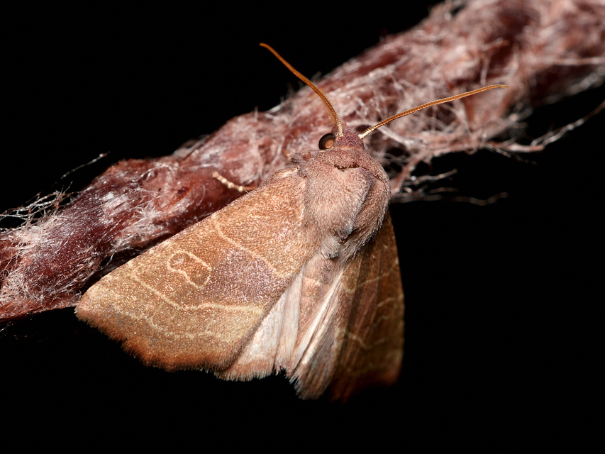 Atethmia ambusta - körtebagoly