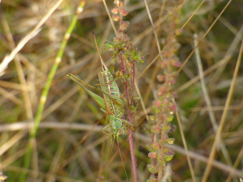 Gampsocleis glabra - tőrös szöcske