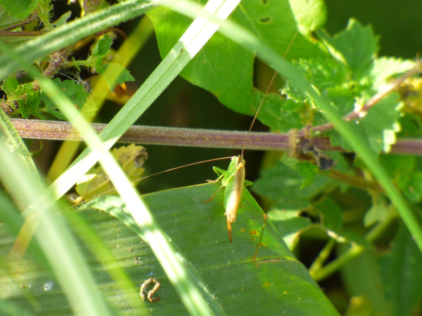 Conocephalus fuscus - kis kúpfejűszöcske