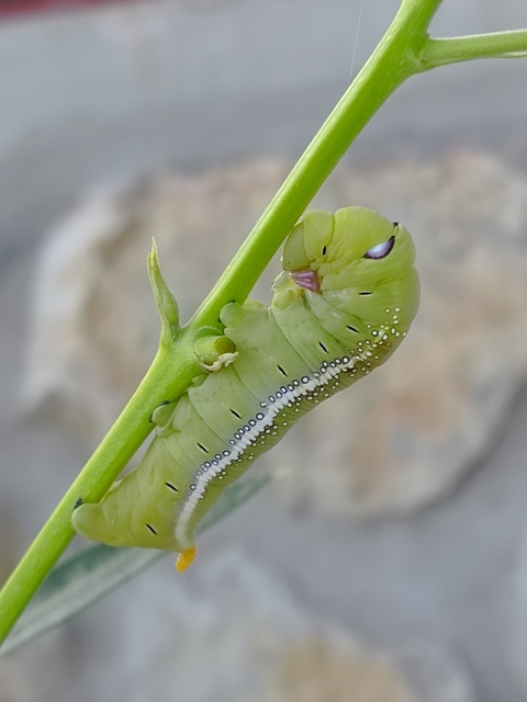 Daphnis nerii - oleanderszender