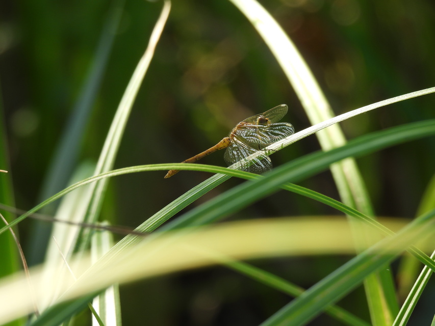 Sympetrum meridionale - fakó katona-szitakötő