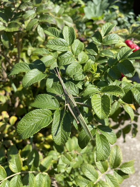 Acrida ungarica - sisakos sáska