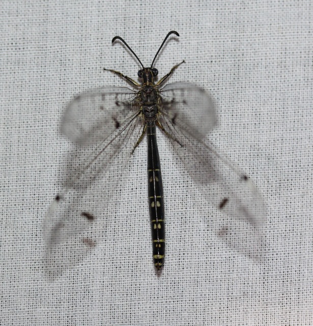Distoleon tetragrammicus - négyfoltos hangyaleső