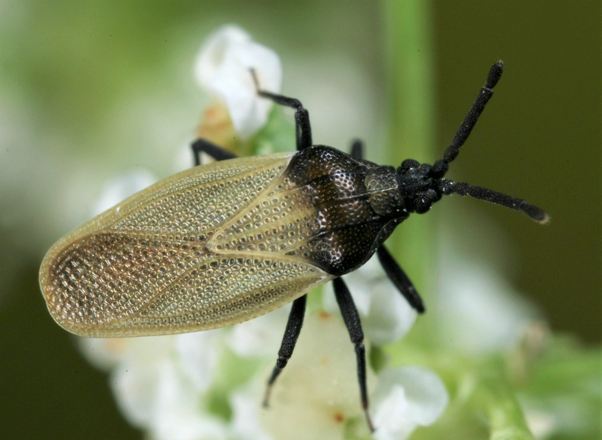 Catoplatus