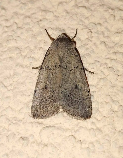 Xestia castanea michaeli - csarabos fűbagoly