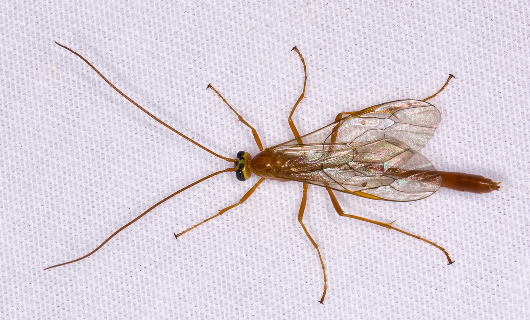Ophioninae