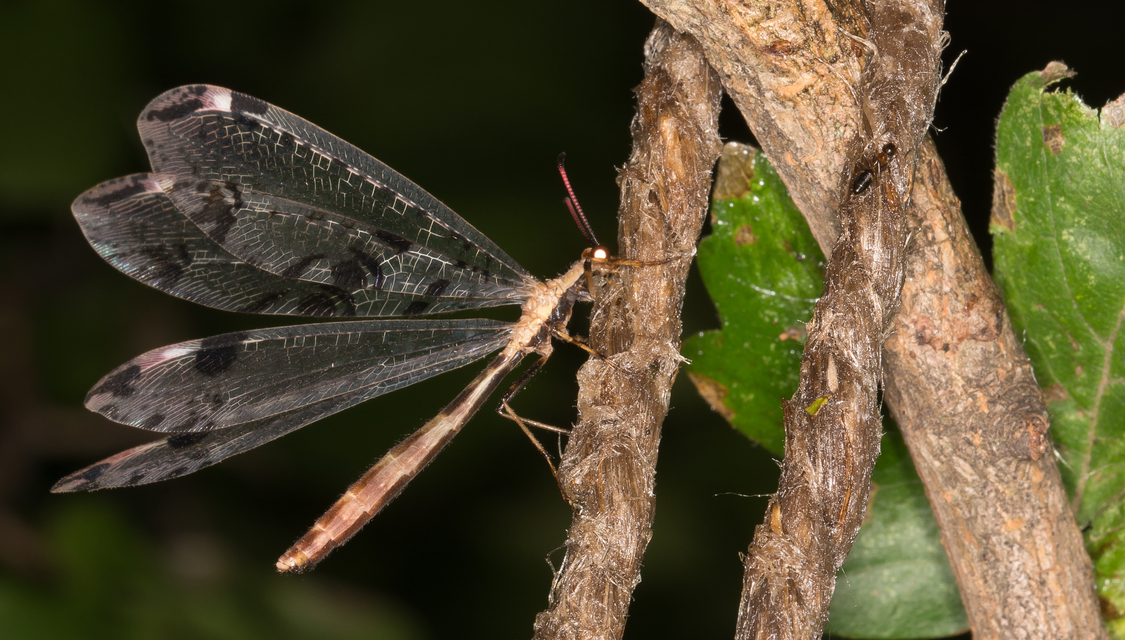 Dendroleon pantherinus - párducfoltos hangyaleső