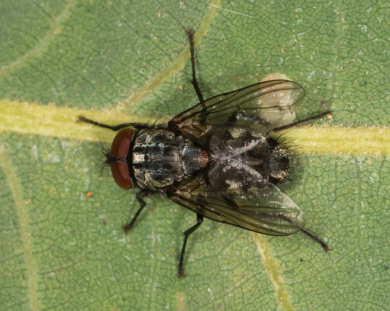 Muscidae - igazi legyek