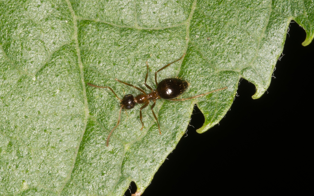Prenolepis nitens - ragyogóhangya