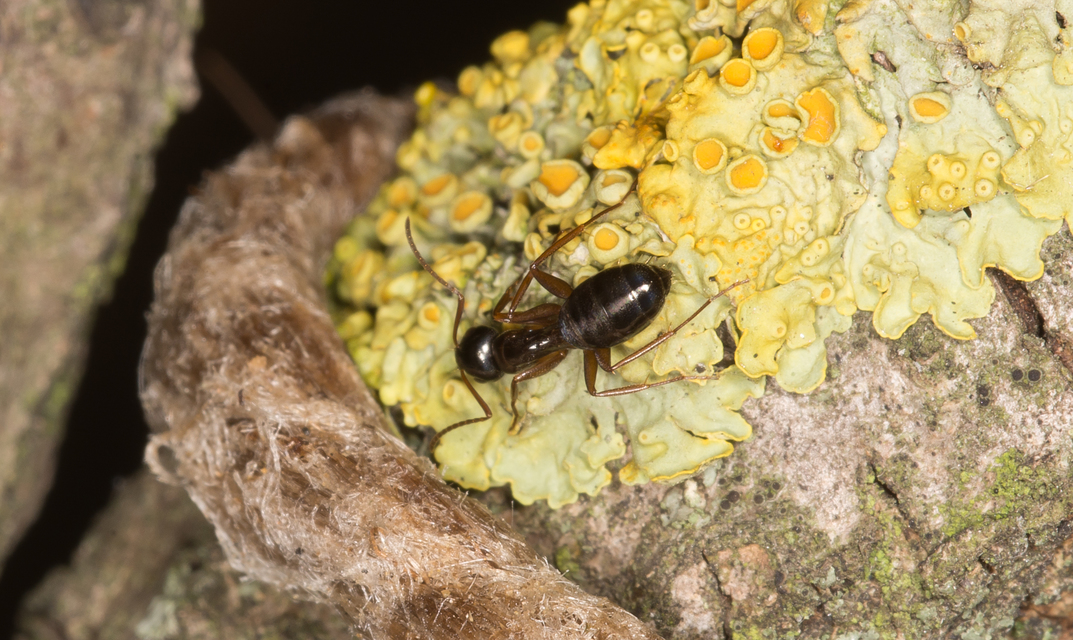 Camponotus fallax - ligeti lóhangya