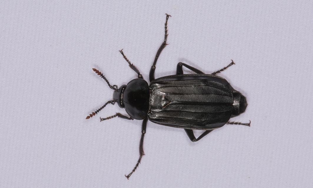 Necrodes littoralis - nagy dögbogár