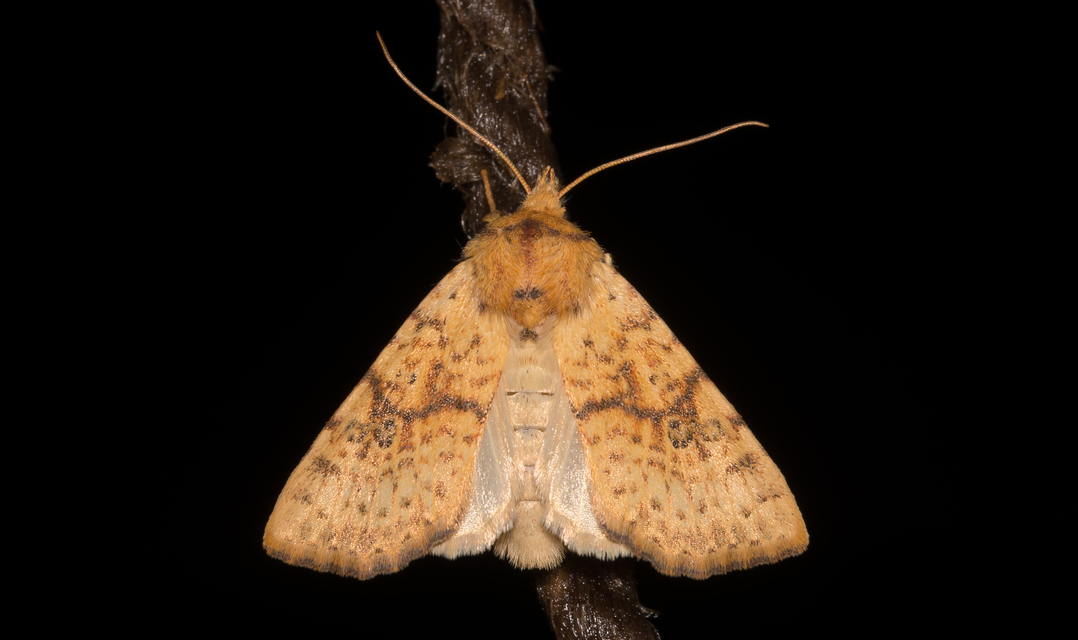 Tiliacea sulphurago - kénes sárgabagoly