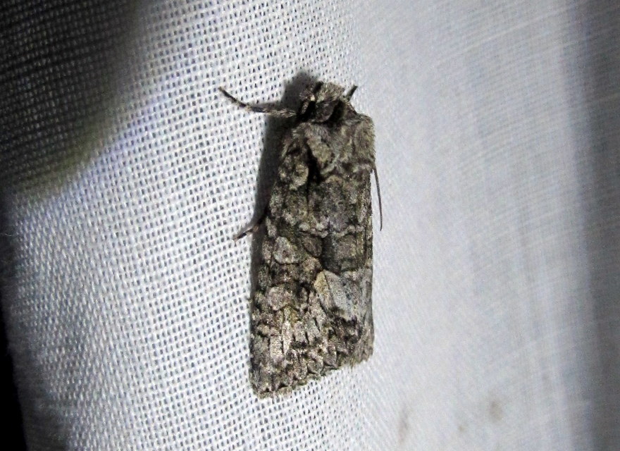 Dryobotodes monochroma - szürke tölgybagoly