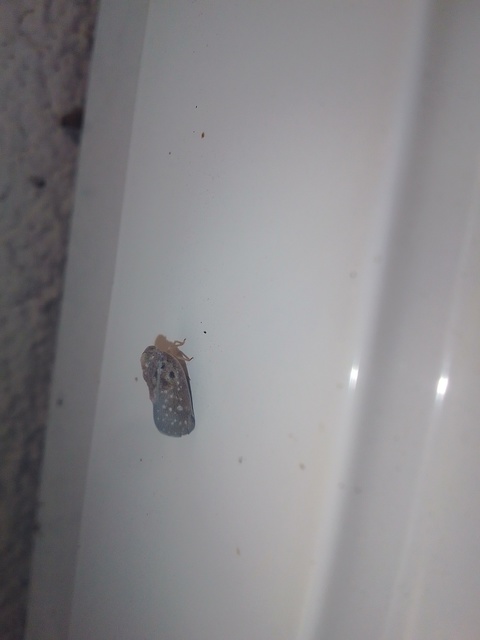 Metcalfa pruinosa - amerikai lepkekabóca