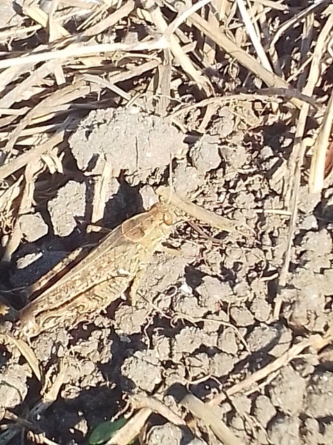 Calliptamus italicus - olaszsáska