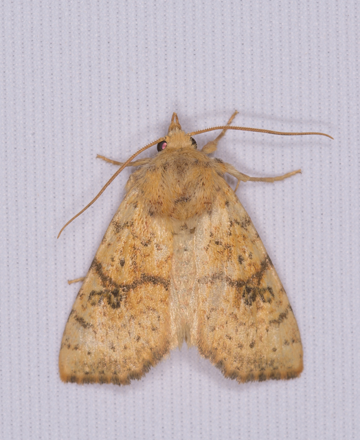 Tiliacea sulphurago - kénes sárgabagoly