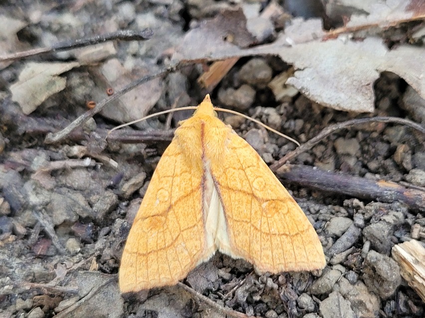 Tiliacea citrago - citromszínű sárgabagoly
