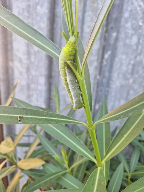 Daphnis nerii - oleanderszender