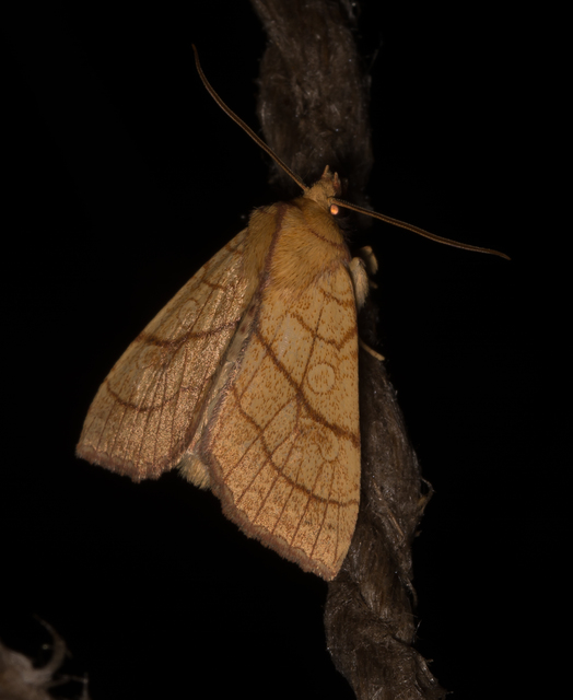 Tiliacea citrago - citromszínű sárgabagoly