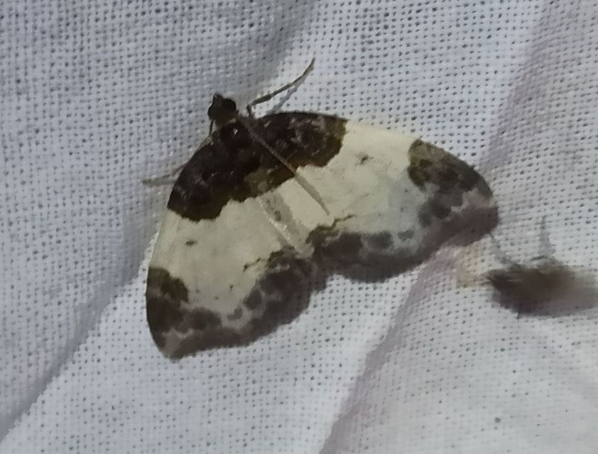 Mesoleuca albicillata - tarka fűzfaaraszoló