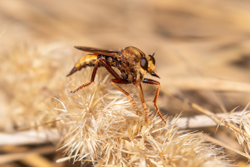 Asilus crabroniformis